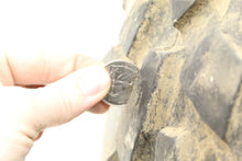 Load image into Gallery viewer, Carlisle SET OF (2) CARLISLE AT489 AT25x11-12 TUBELESS TIRES
